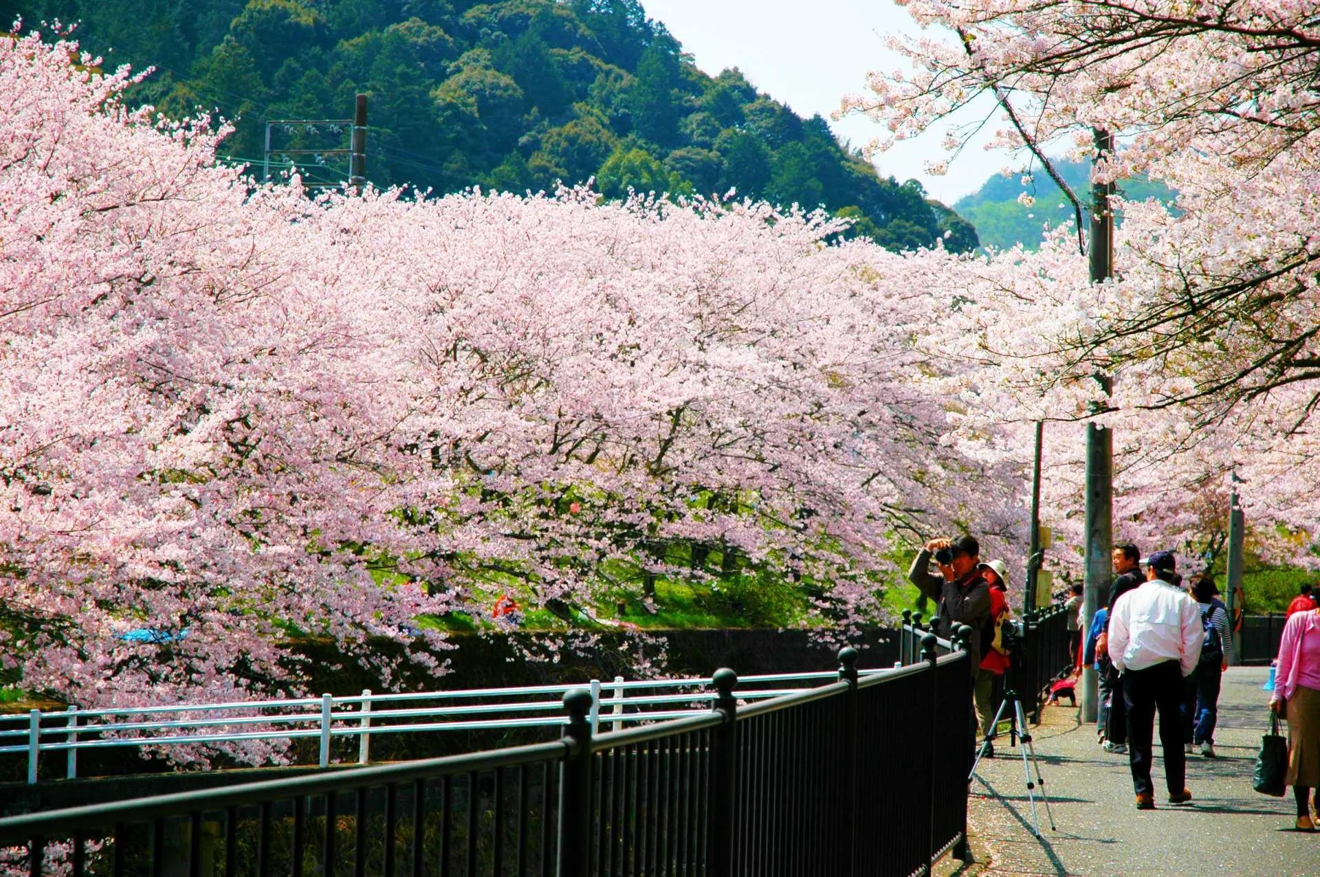 🏞️ 말썽꾸러기 왕국 (완파쿠 오코쿠) 이미지 8